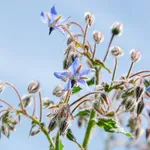 Reakcje związków aromatycznych